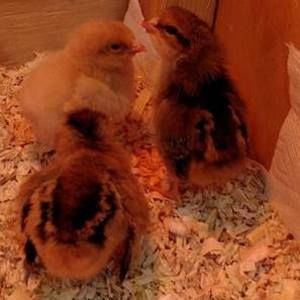 Meet your Posher, Julie